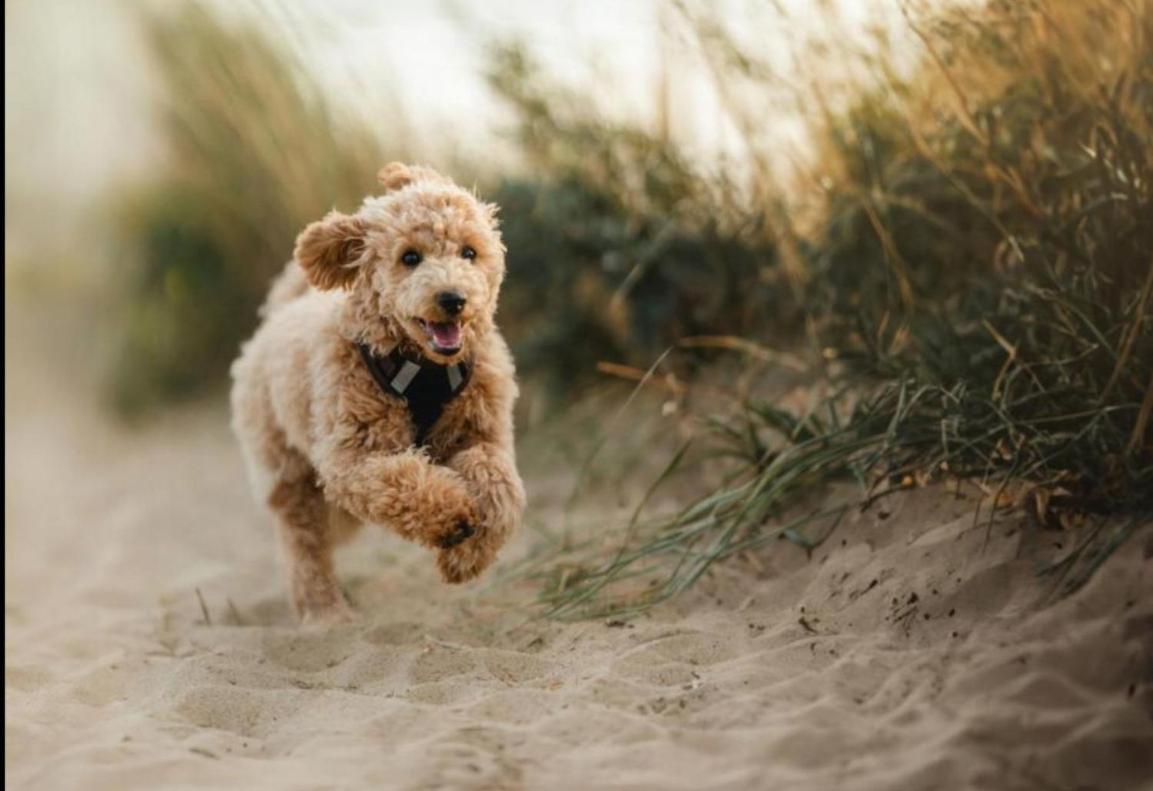 Eilandhotel Texel De Cocksdorp  Exterior photo Standard Event System Character Set image of a Standard Poodle